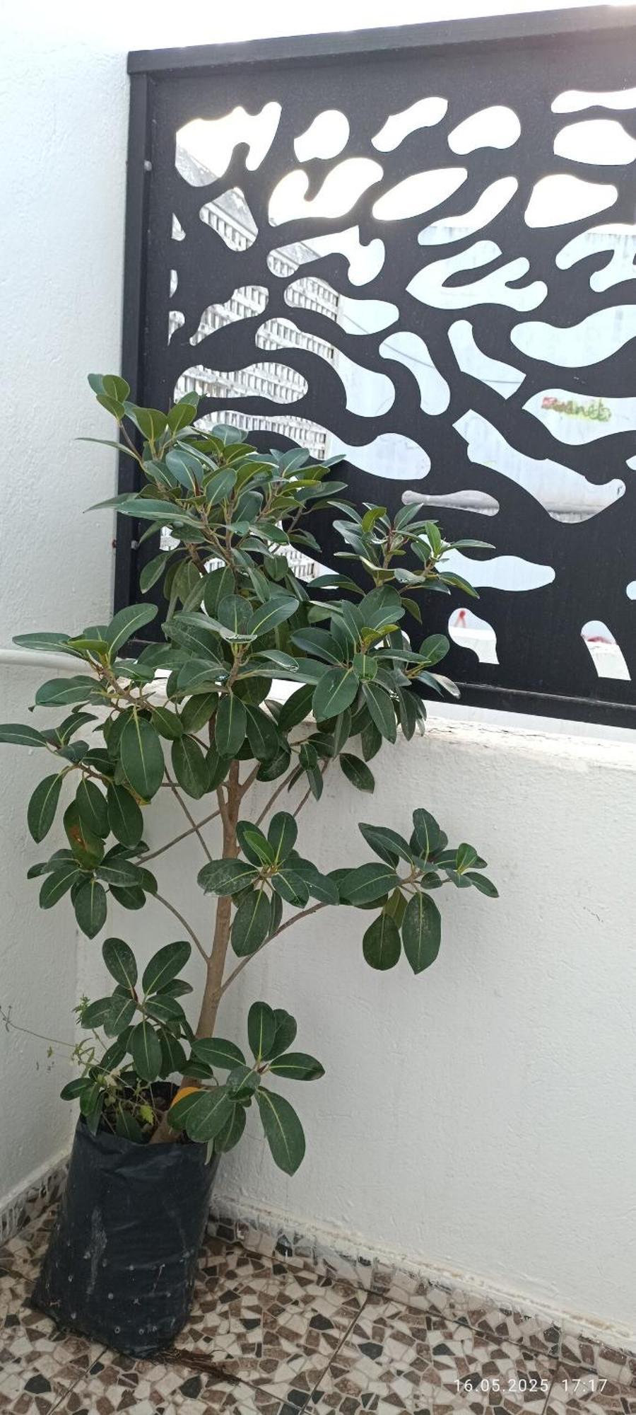 Fufa Haute Standing Appartment S2 Center 莫纳斯提尔 外观 照片